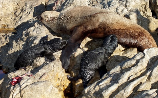 Die rob-koei met haar rare tweeling